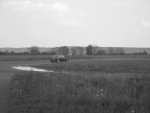 Rasso_Dijon_2007_500