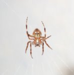 Arachnide_02