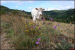 Paysage de Haute loire